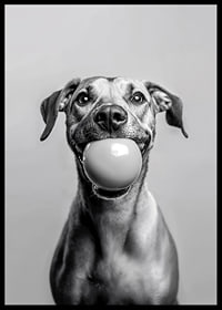 Glad hund med boll i munnen som utstrålar lekfullhet och glädje-6