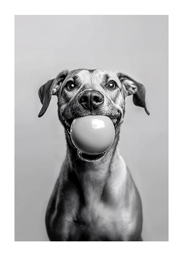 Póster Paws Of Play