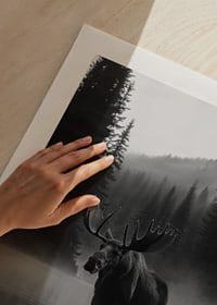 A majestic moose stands by a misty forest lake-9