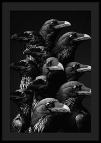 Fascinujúca zbierka havranov v dramatickom monochromatickom štýle-0