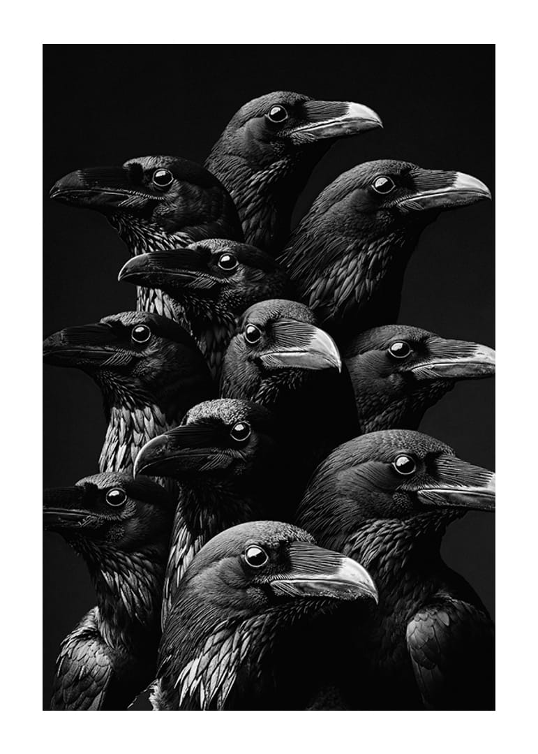 Fascinujúca zbierka havranov v dramatickom monochromatickom štýle-12
