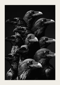 Fascinujúca zbierka havranov v dramatickom monochromatickom štýle-5