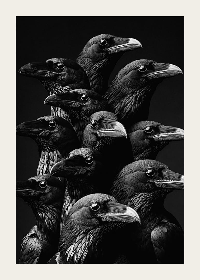Fascinujúca zbierka havranov v dramatickom monochromatickom štýle-12