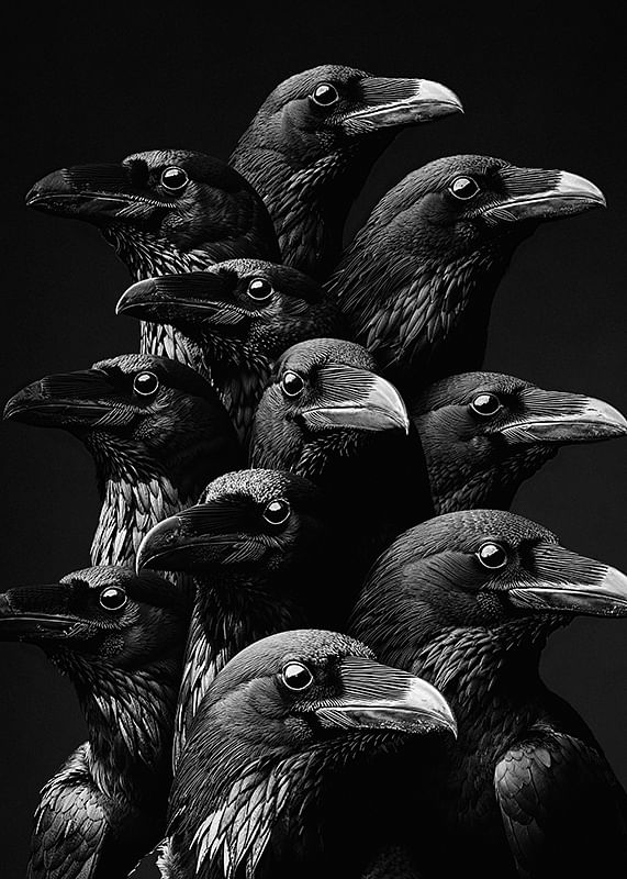 O colecție fascinantă de corbi în stil monocrom dramatic-12