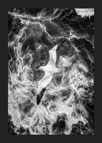 En fågel svävar över dramatiska vågor, uppfylld av frihet-5