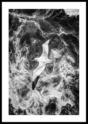 Poster Seagull Grace