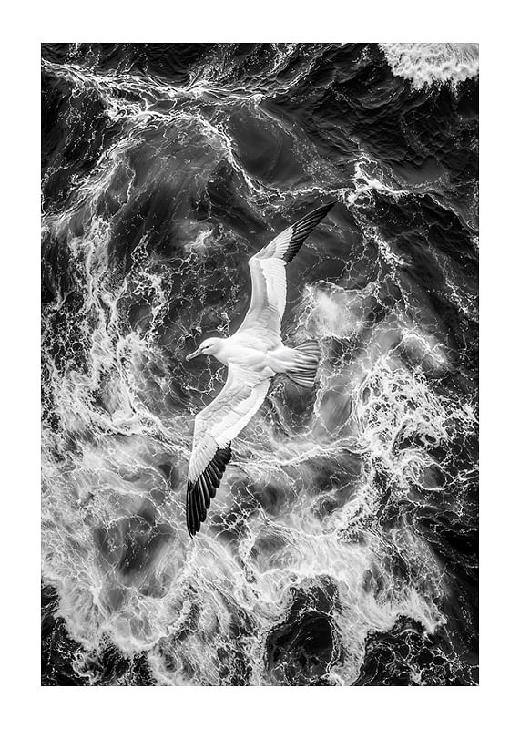 Poster Seagull Grace