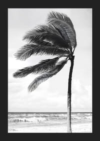 A palm tree sways softly in the winds against a stormy sea-5