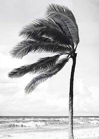 A palm tree sways softly in the winds against a stormy sea-7