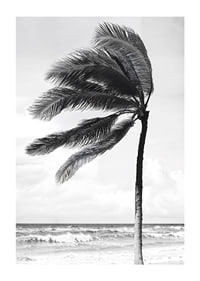 A palm tree sways softly in the winds against a stormy sea-1