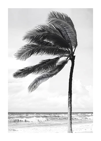 Poster Breeze On Palmtree
