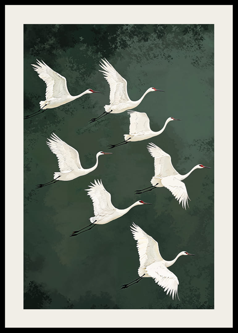 Valdzinoši planējoši dzērves pret meža zaļajām debesīm-12