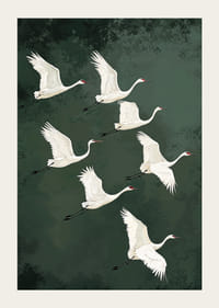 Valdzinoši planējoši dzērves pret meža zaļajām debesīm-3