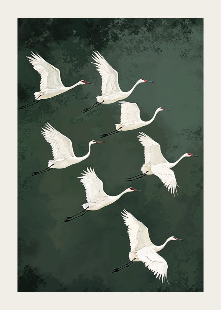 Valdzinoši planējoši dzērves pret meža zaļajām debesīm-12