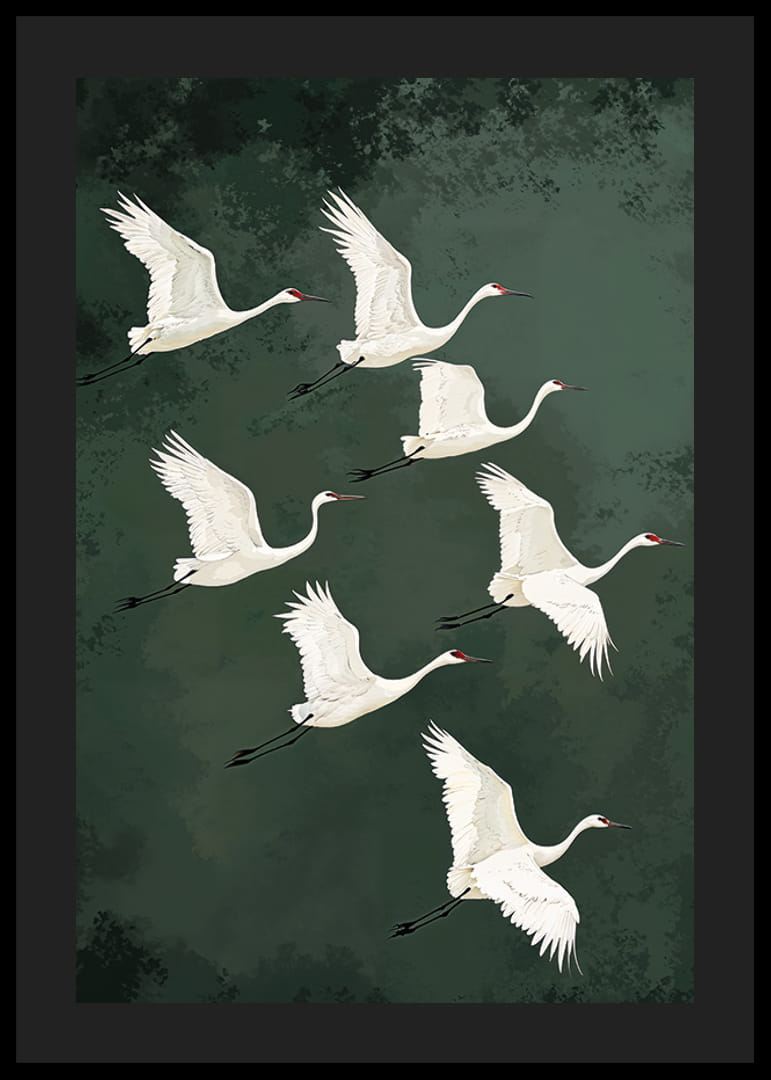 Valdzinoši planējoši dzērves pret meža zaļajām debesīm-12