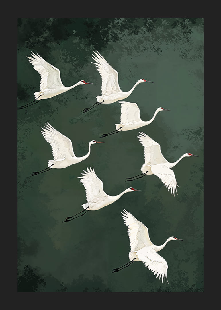 Valdzinoši planējoši dzērves pret meža zaļajām debesīm-12