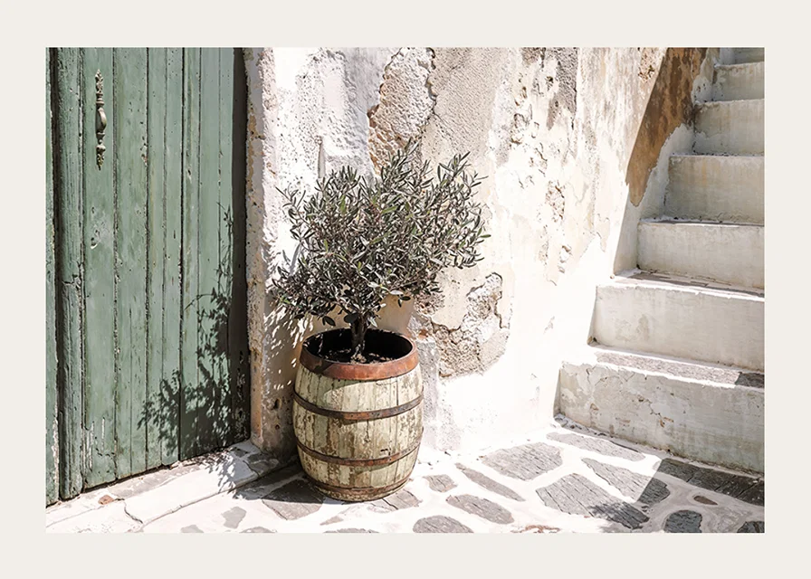 Charming olive grove against patinated wall at sunset-12