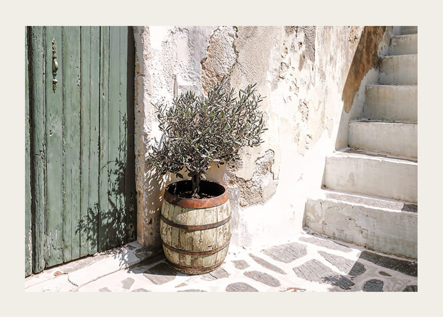 Sjarmerende olivenlund mot patinert vegg ved solnedgang-12