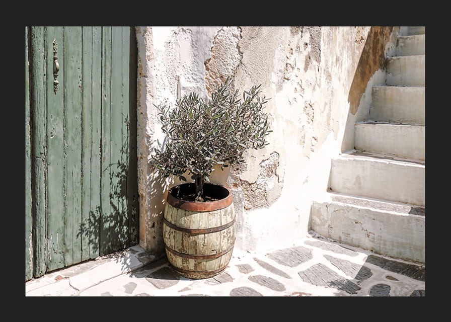 Sjarmerende olivenlund mot patinert vegg ved solnedgang-12