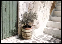 Charming olive grove against patinated wall at sunset-6