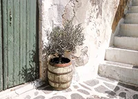 Charming olive grove against patinated wall at sunset-7