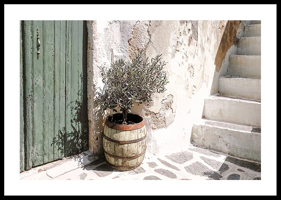 Charming olive grove against patinated wall at sunset-12