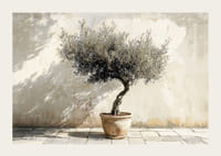 Eleganta olivträd i kruka mot väggens rustika bakgrund-3