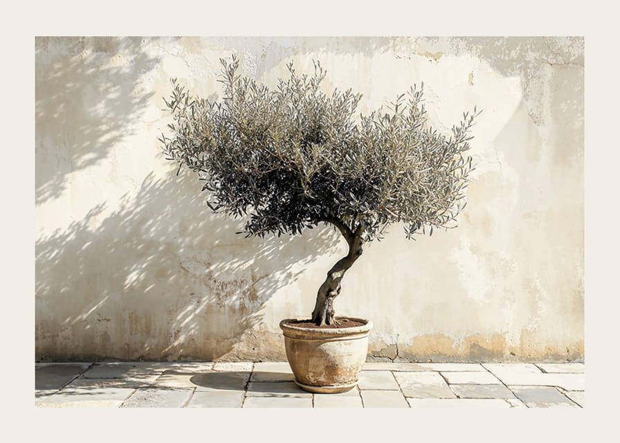 Eleganta olivträd i kruka mot väggens rustika bakgrund-12