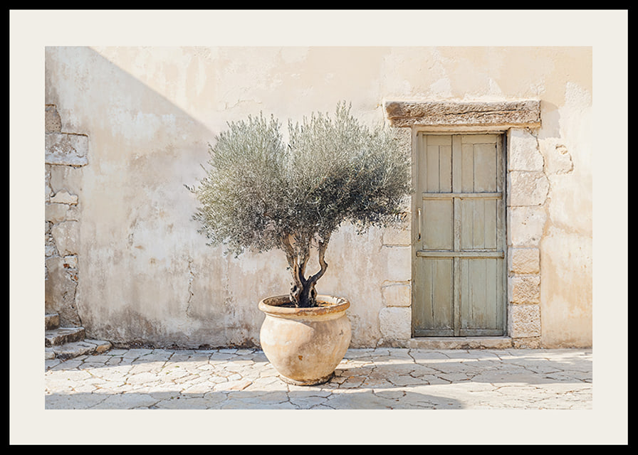 A potted olive tree against a sunlit stone wall brings peace-12