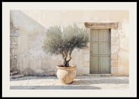 A potted olive tree against a sunlit stone wall brings peace-2