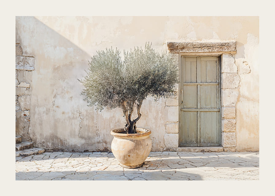 A potted olive tree against a sunlit stone wall brings peace-12