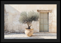 A potted olive tree against a sunlit stone wall brings peace-4