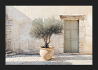 A potted olive tree against a sunlit stone wall brings peace-5