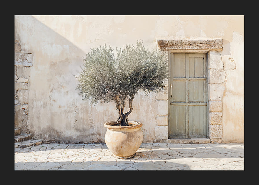 A potted olive tree against a sunlit stone wall brings peace-12