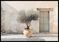 A potted olive tree against a sunlit stone wall brings peace-6