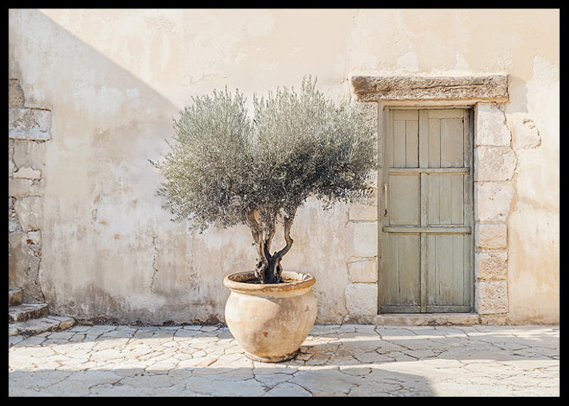 A potted olive tree against a sunlit stone wall brings peace-12