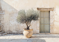 A potted olive tree against a sunlit stone wall brings peace-7