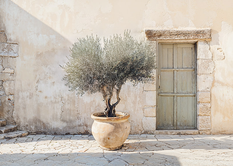 A potted olive tree against a sunlit stone wall brings peace-12