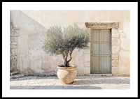 A potted olive tree against a sunlit stone wall brings peace-0