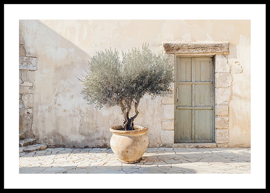A potted olive tree against a sunlit stone wall brings peace-12