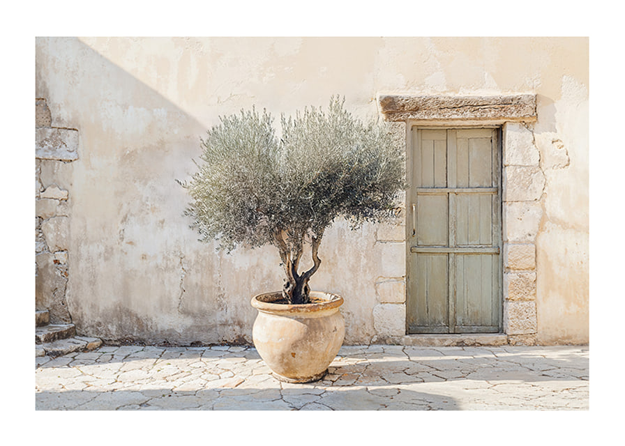 A potted olive tree against a sunlit stone wall brings peace-12