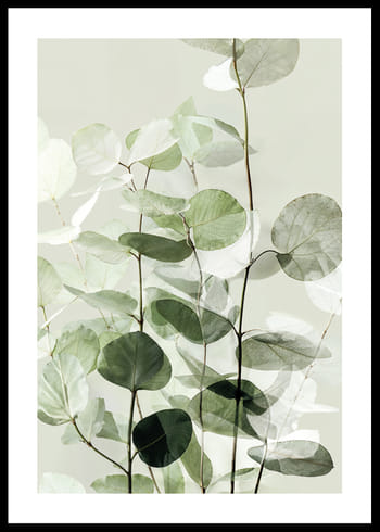 Poster Eucalyptus Elegance