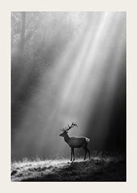 A majestic deer stands in a forest glade where the sun's rays break through the fog.-3