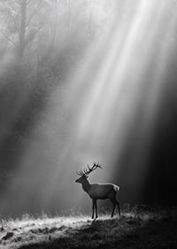 A majestic deer stands in a forest glade where the sun's rays break through the fog.-7