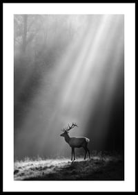 A majestic deer stands in a forest glade where the sun's rays break through the fog.-0