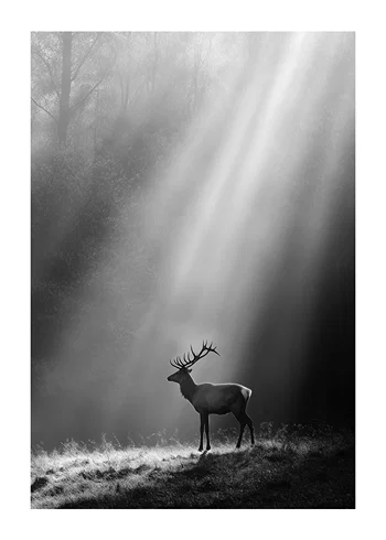 Poster Majesty In The Mist