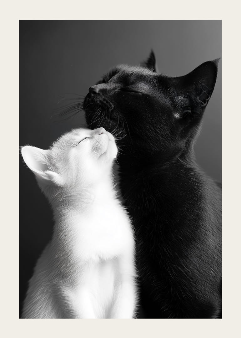 Een zwart-witte kat ligt dicht bij elkaar in een liefdevol moment.-12