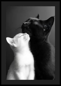 Een zwart-witte kat ligt dicht bij elkaar in een liefdevol moment.-4