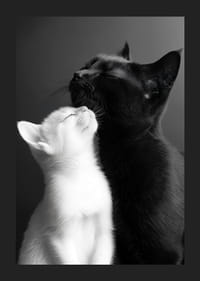 Een zwart-witte kat ligt dicht bij elkaar in een liefdevol moment.-5