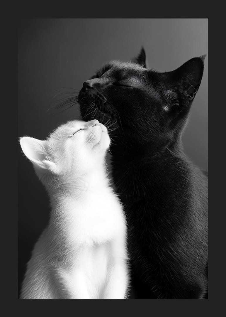 Een zwart-witte kat ligt dicht bij elkaar in een liefdevol moment.-12